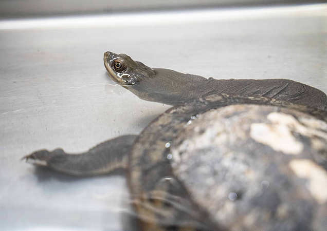 A broad-shelled turtle ready to be released following a successful recovery